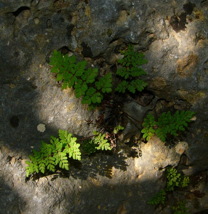 P1120542_t.jpg
