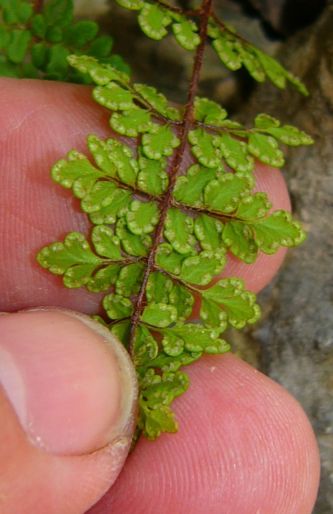 P1120545_de.jpg