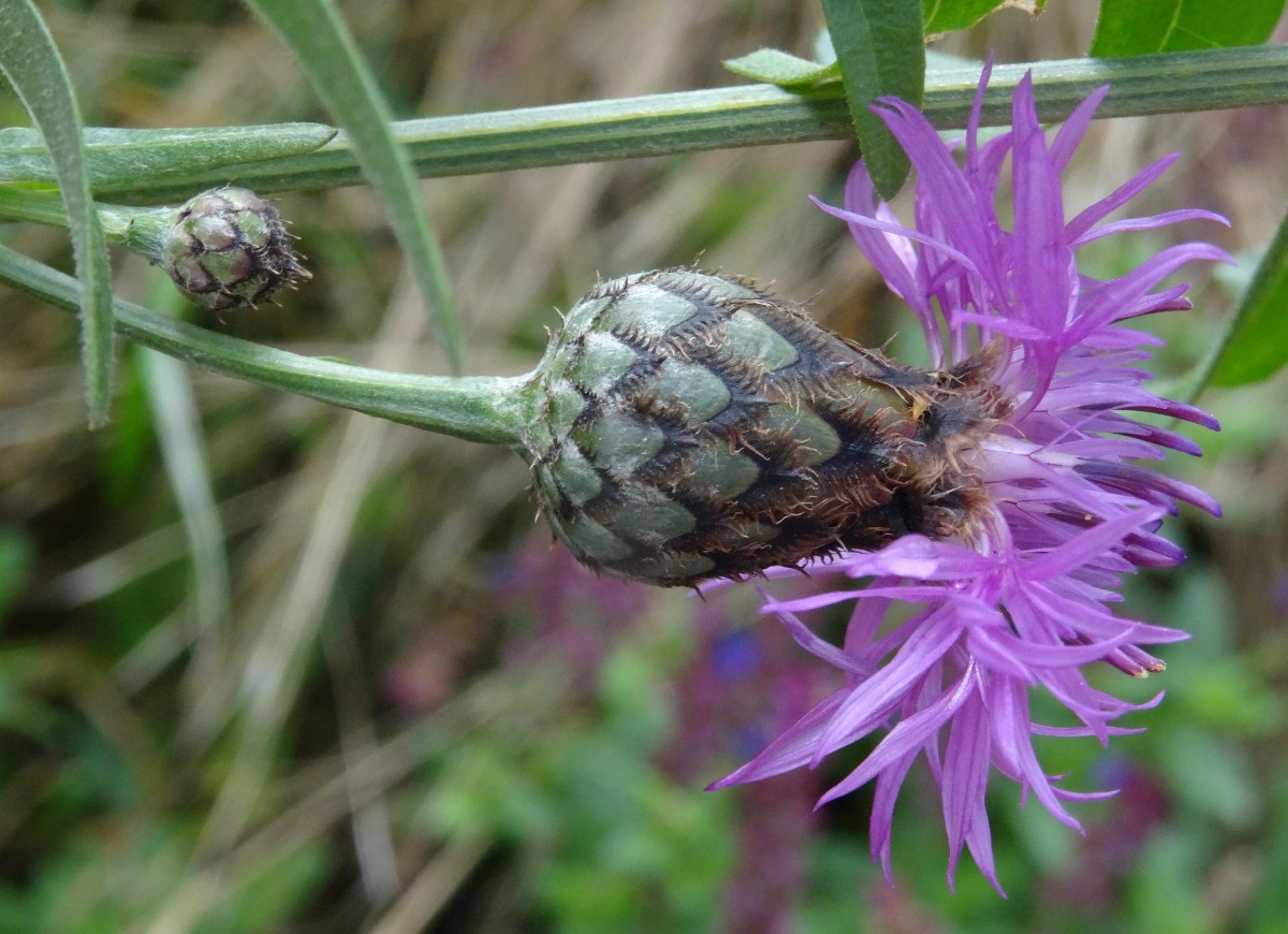 Skabiosen-Flockenblume #1.jpg