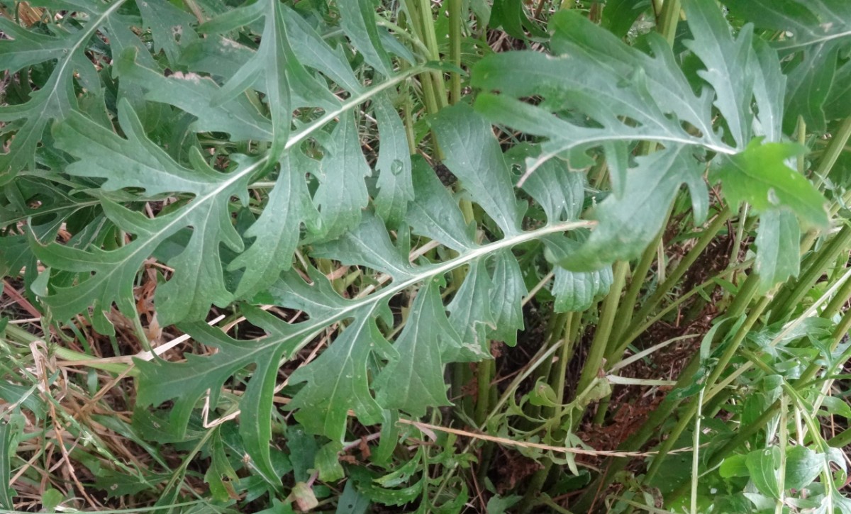 Skabiosen-Flockenblume #2.jpg