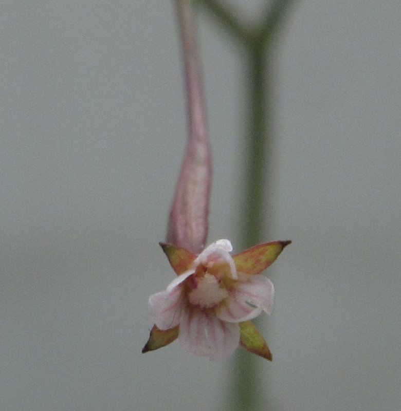 Blüte von vorn