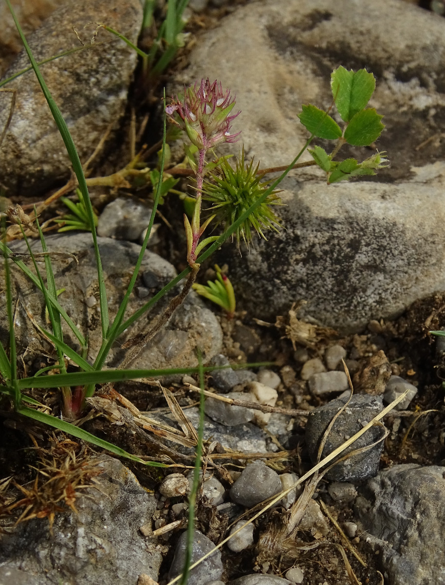 Trifolium (3).JPG