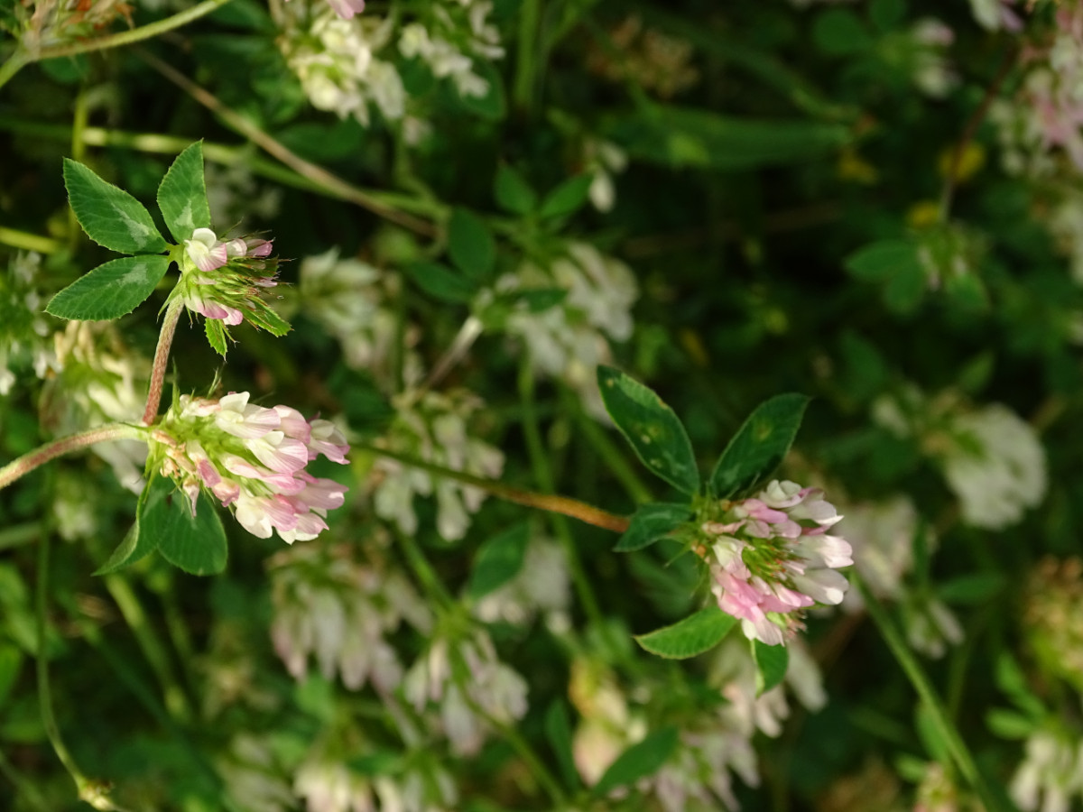 Trifolium (4).JPG