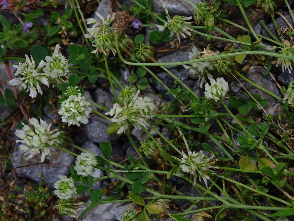 Trifolium (5).JPG
