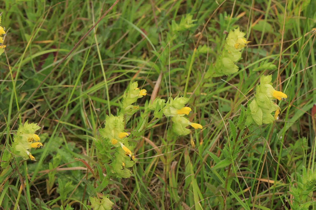 k-Rhinanthus rumelicus_01.jpg