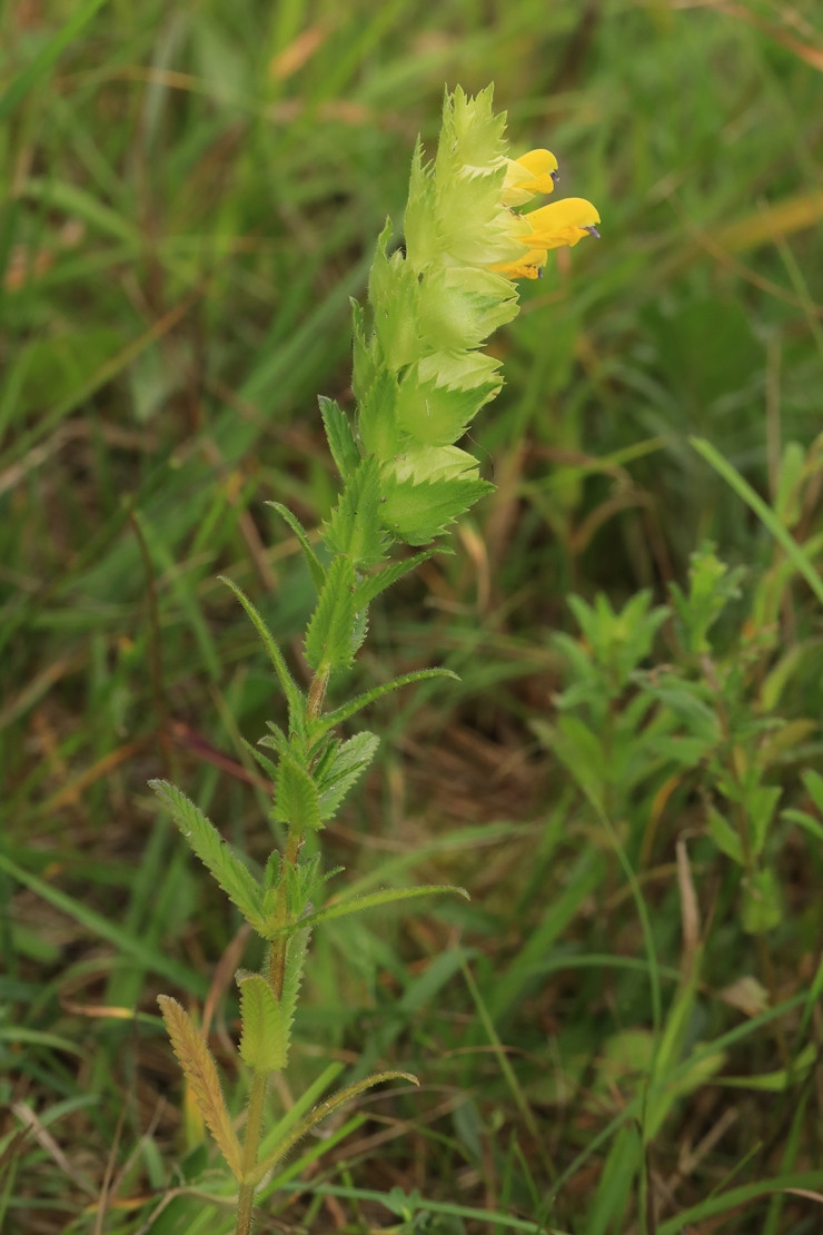 k-Rhinanthus rumelicus_02.jpg