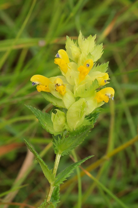 k-Rhinanthus rumelicus_03.JPG