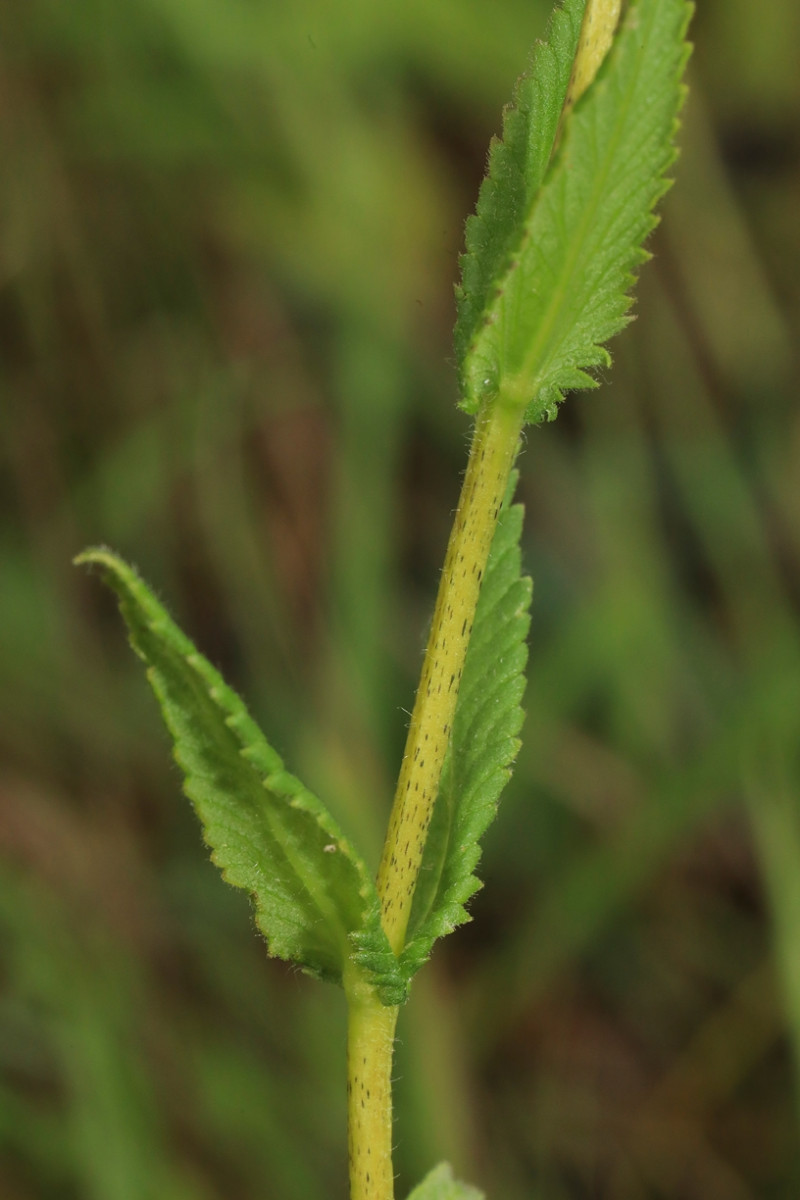 k-Rhinanthus rumelicus_04.jpg