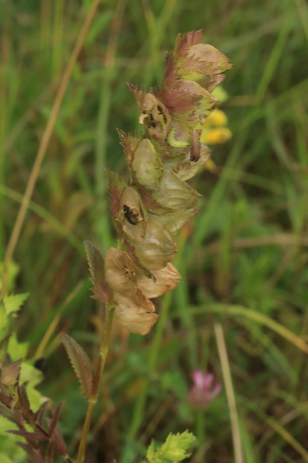 k-Rhinanthus rumelicus_05.JPG