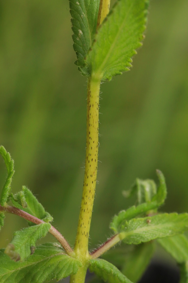 k-Rhinanthus rumelicus_06.JPG