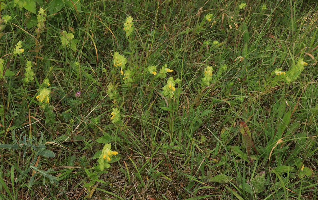 k-Rhinanthus rumelicus_12.JPG