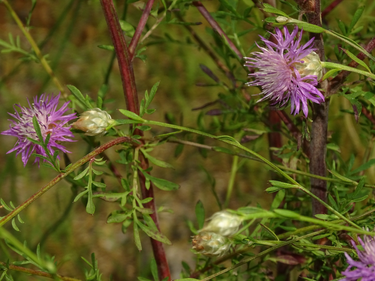Centaurea.JPG