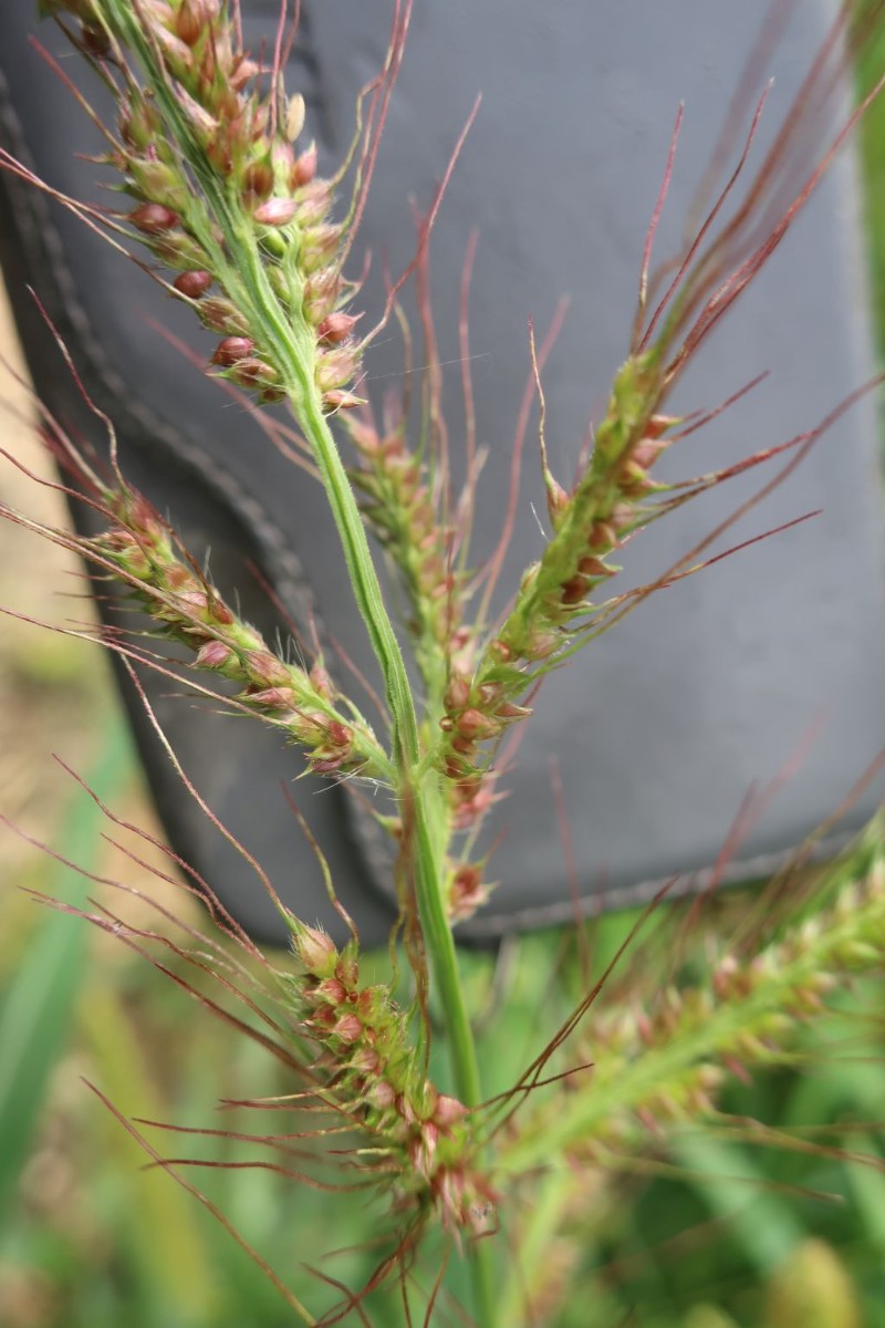 Echinochloa 1_2023-08-05_Oberach.jpg