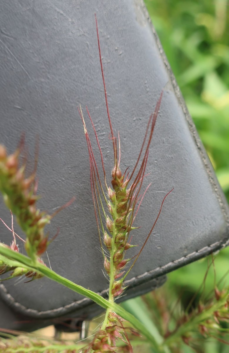 Echinochloa 3_2023-08-05_Oberach.jpg