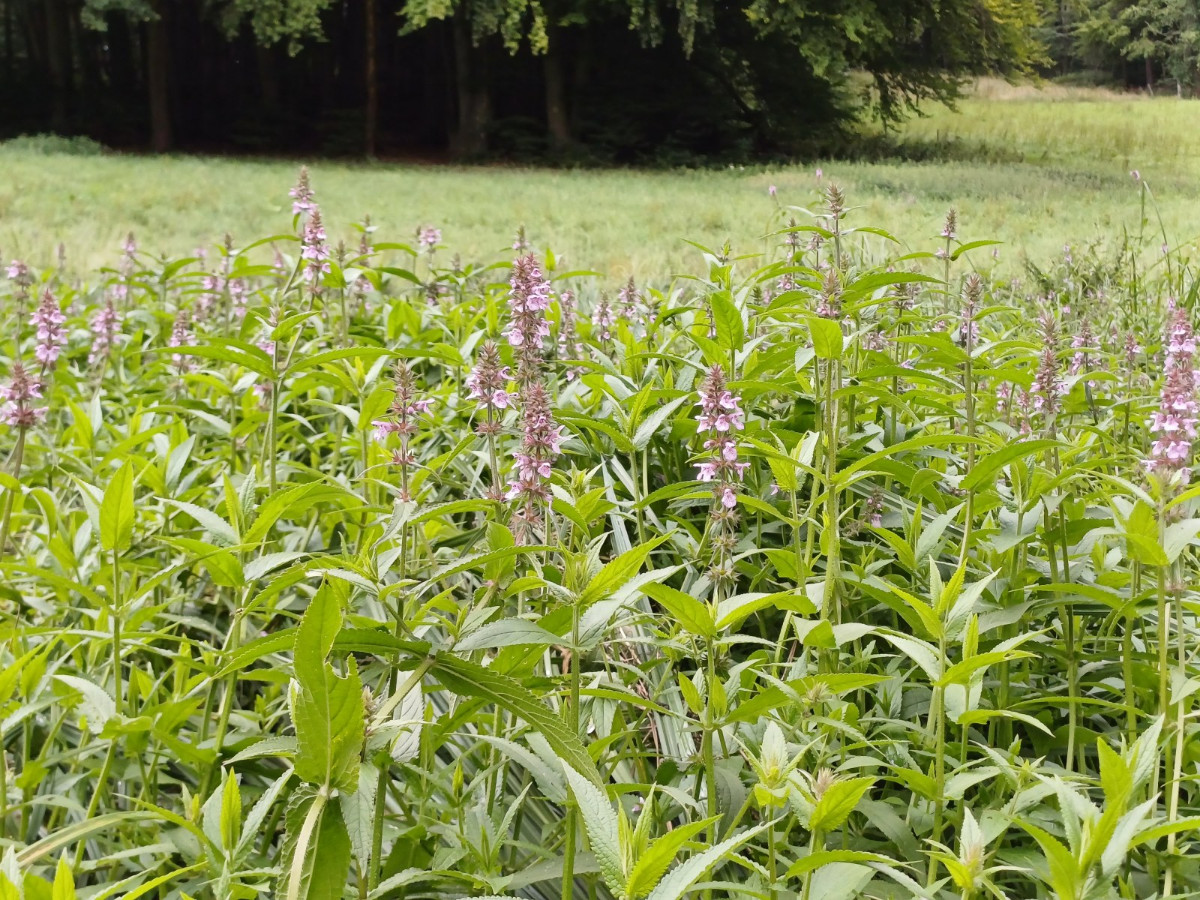 Stachys palustris Bild 2.jpg