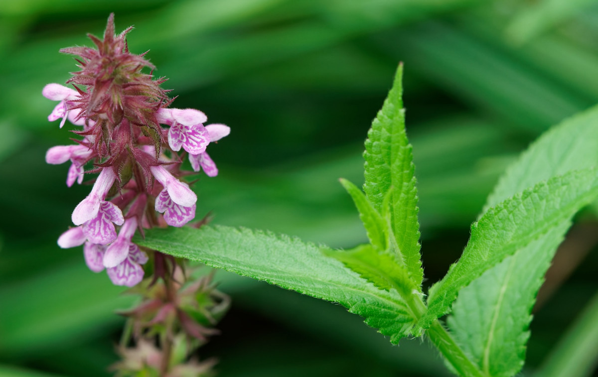 Stachys palustris Bild 3.jpg