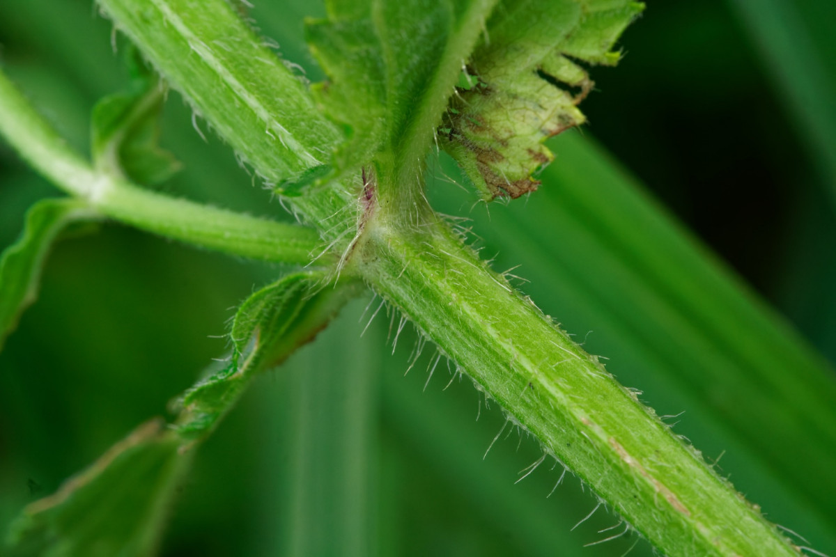 Stachys palustris Bild 4.jpg