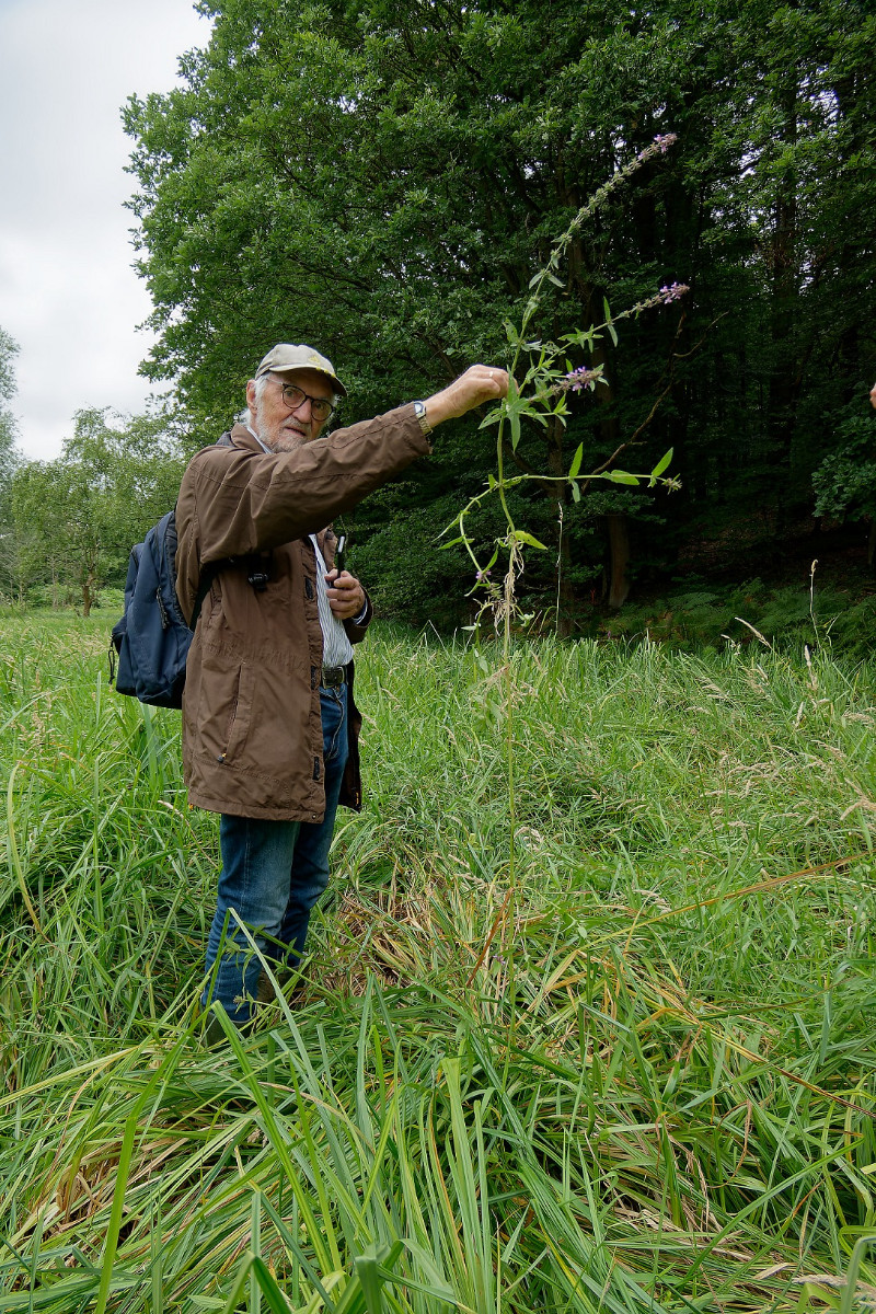 Stachys palustris Bild 5.jpg