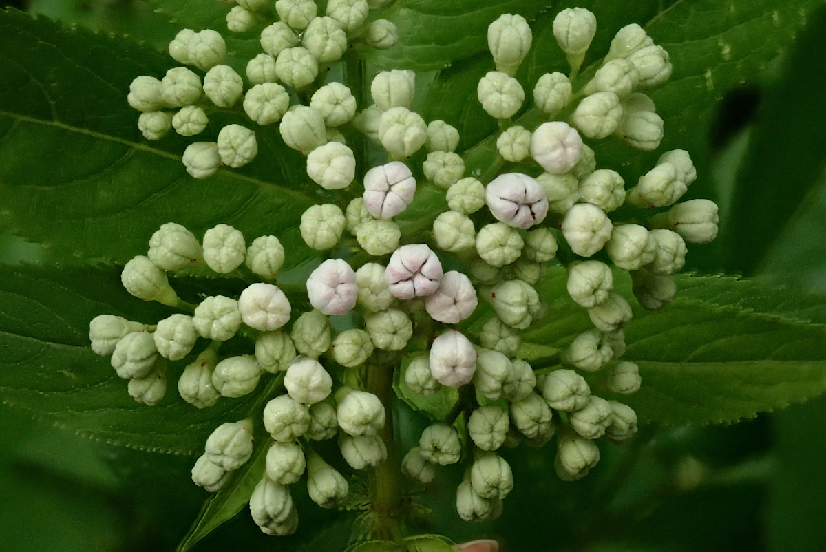 Sambucus ebulus-b_08-2023.jpg