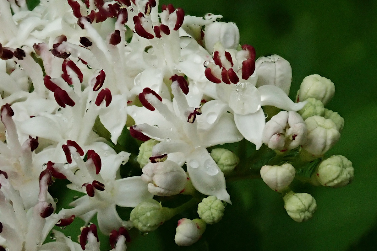 Sambucus ebulus-c_08-2023.jpg