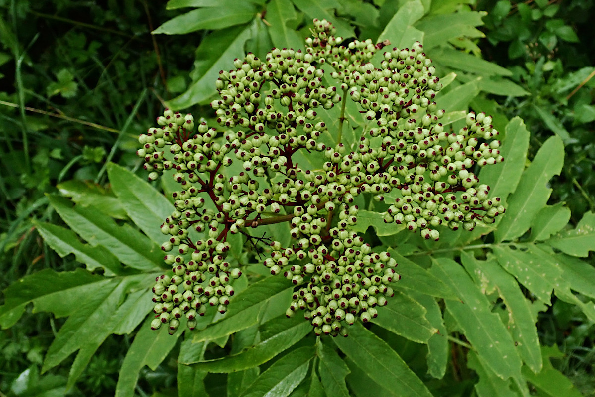 Sambucus ebulus-f_08-2023.jpg