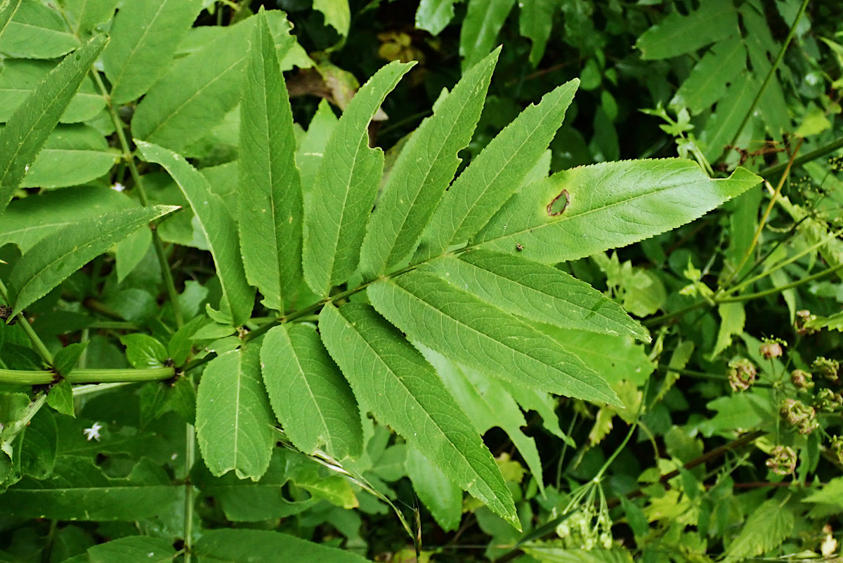 Sambucus ebulus-h_08-2023.jpg