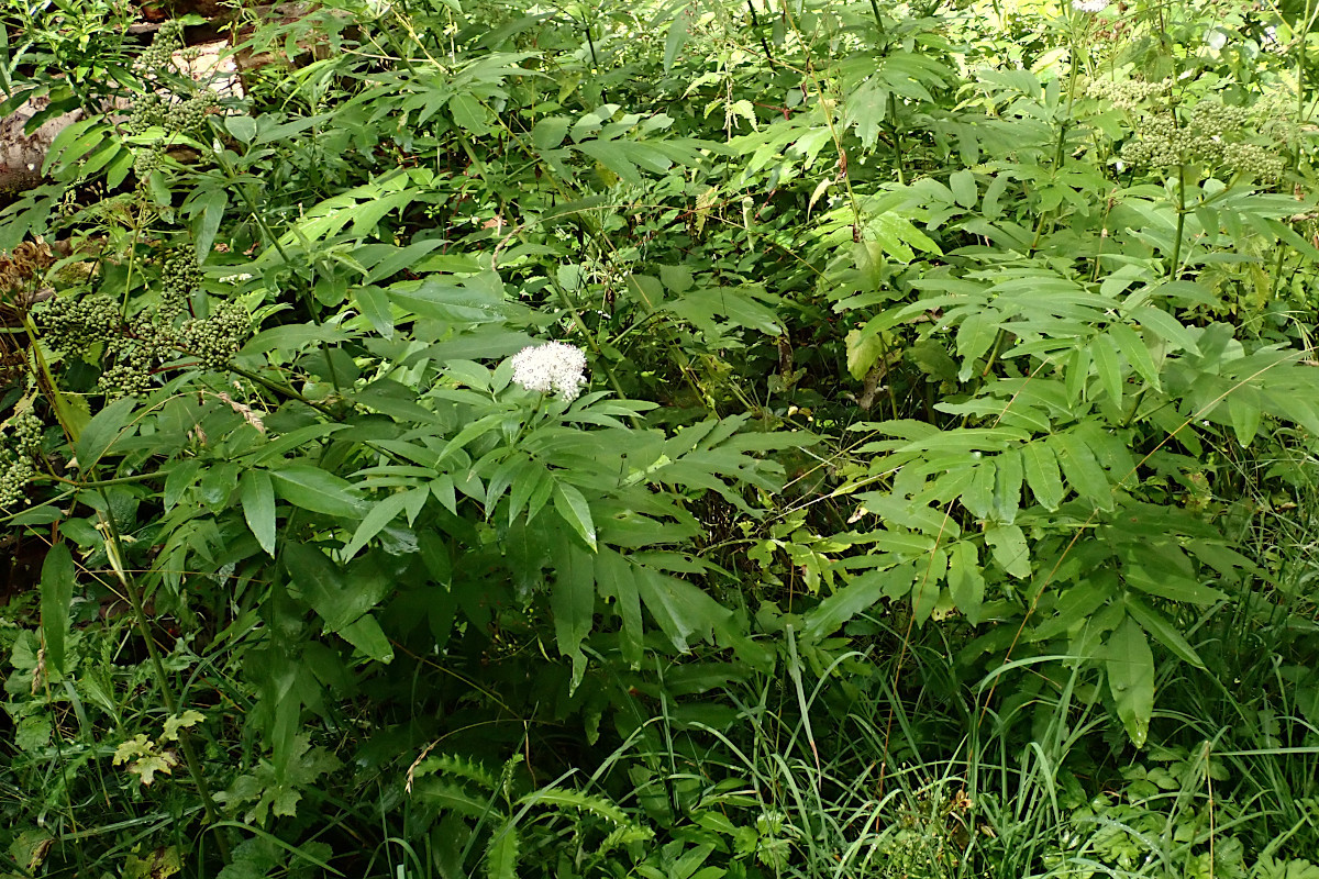 Sambucus ebulus-a_08-2023.jpg