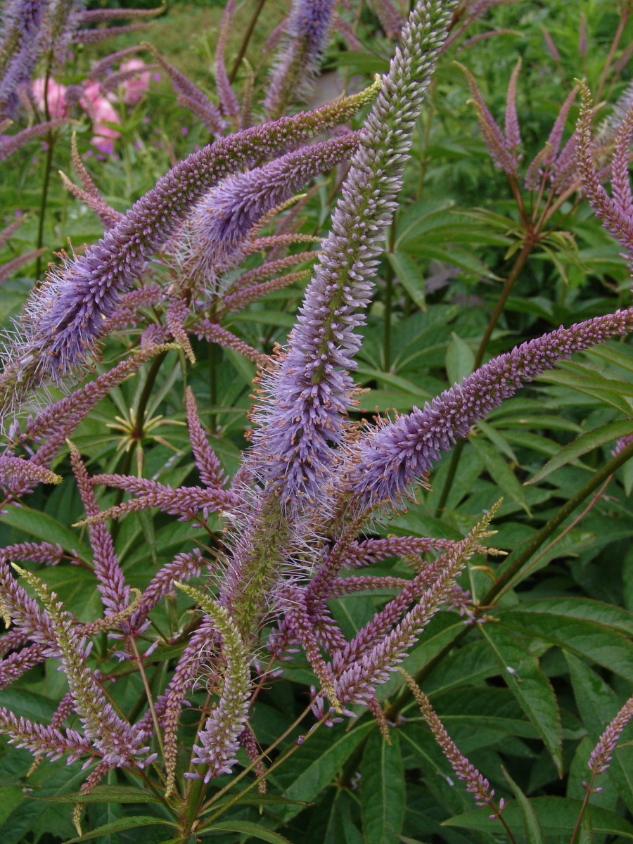 Veronicastrum virginianum NAm BotTU G2.jpg