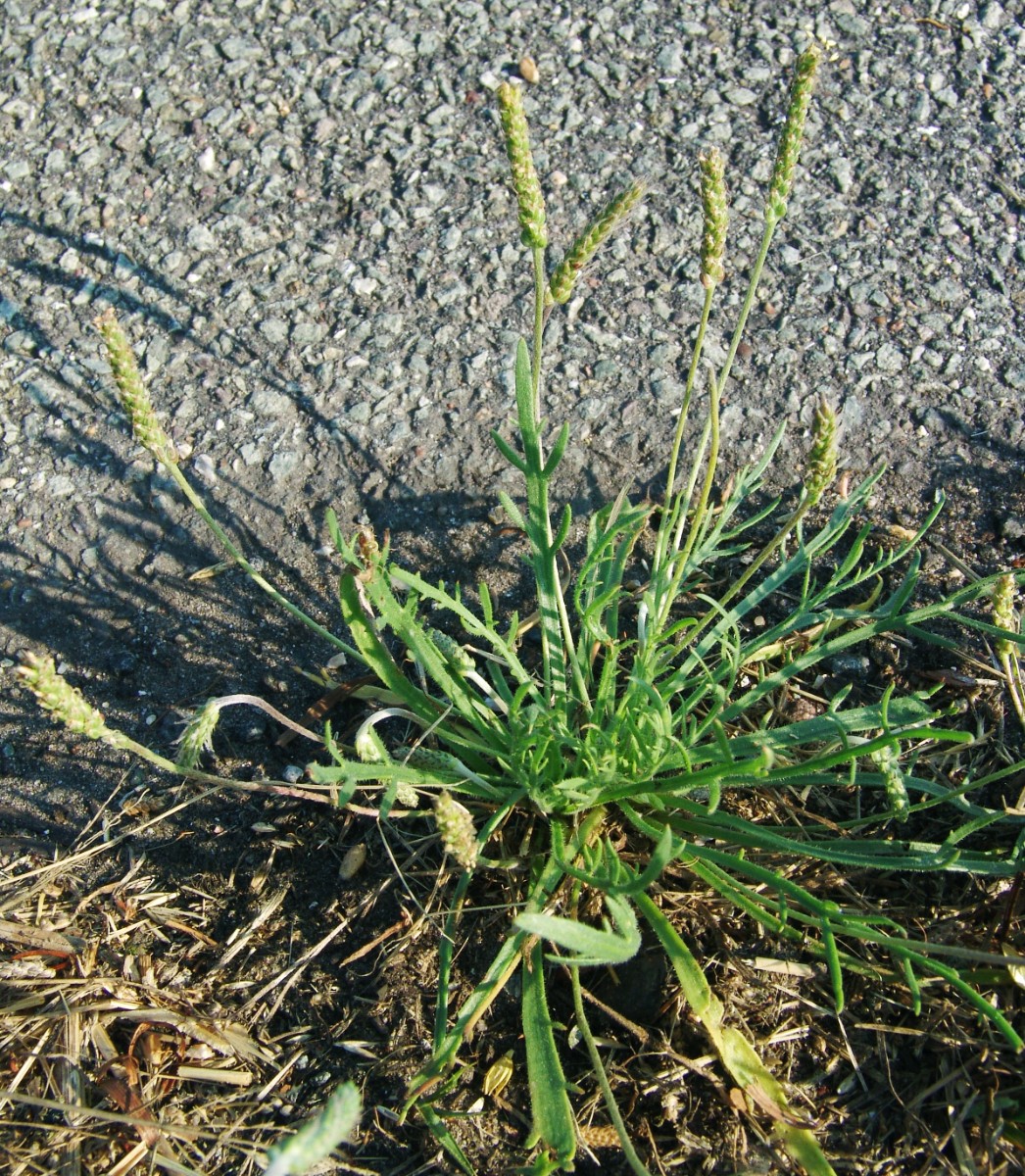 Plantago coronopus Weselsdorf b Ludwigslust MV G02.jpg