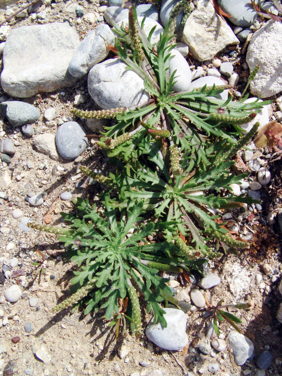 Plantago coronopus ssp commutata (weldenii) Rhodos Kolymbia AkrVagia R3006 5.jpg