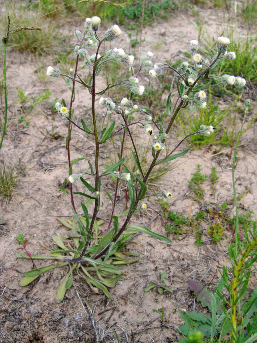 Erigeron acris ssp acris (cf) Bitche G4.jpg