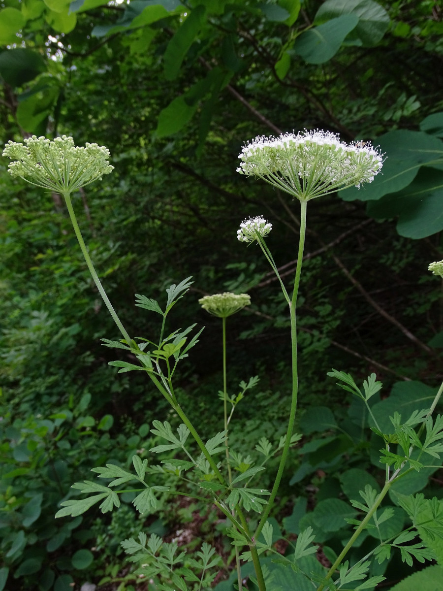 Apiaceae (3).JPG