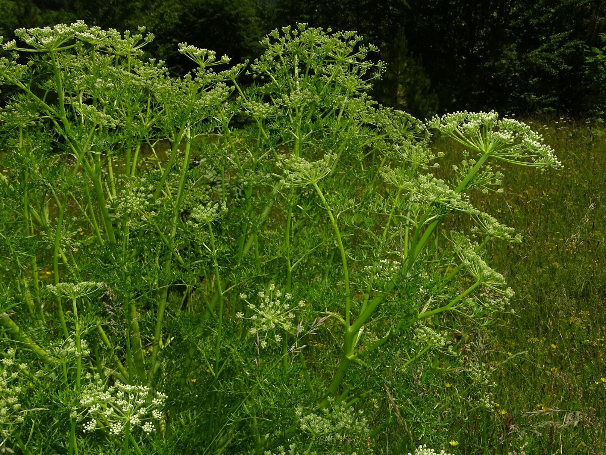 Apiaceae (5).JPG