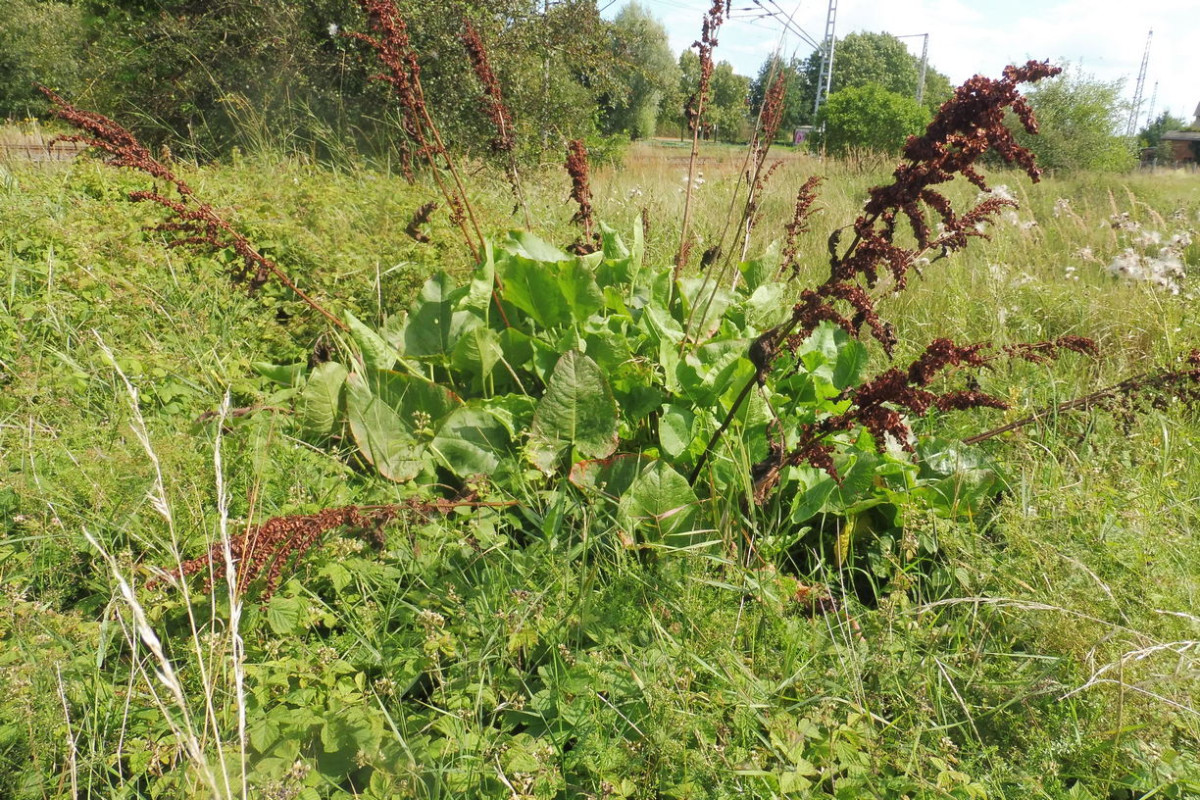 Rumex confertus Gedrungener Ampfer 1.JPG