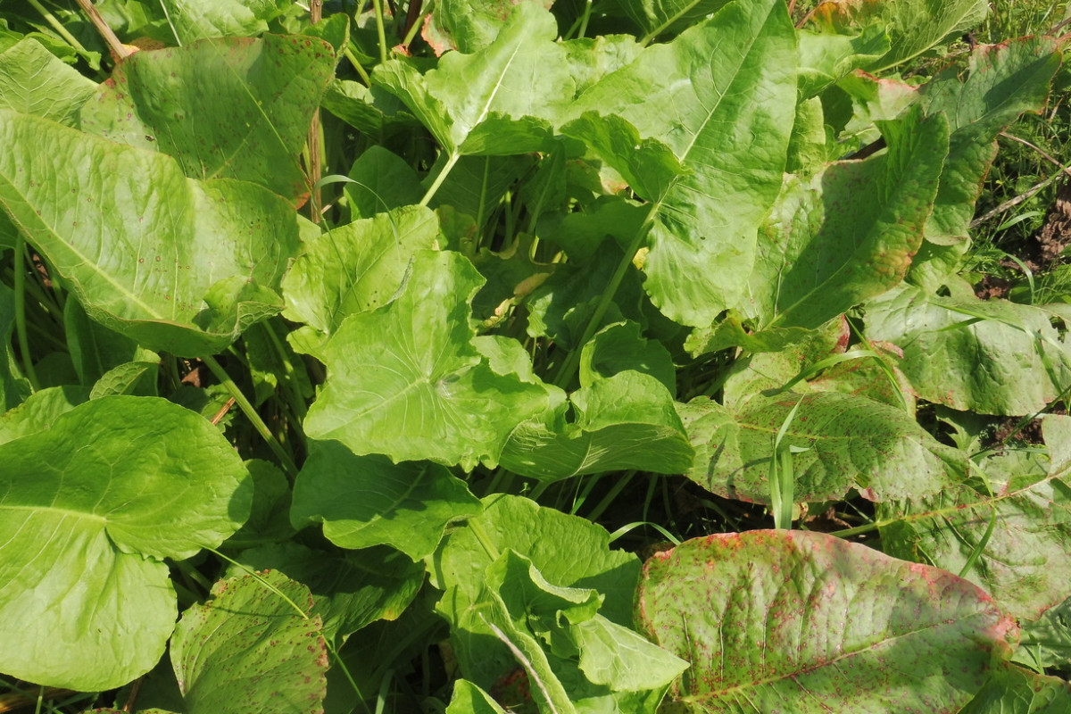 Rumex confertus Gedrungener Ampfer 2.JPG