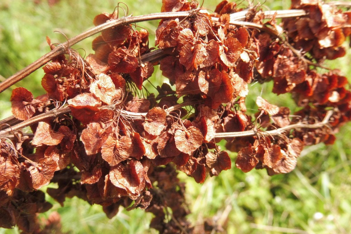 Rumex confertus Gedrungener Ampfer 3.JPG