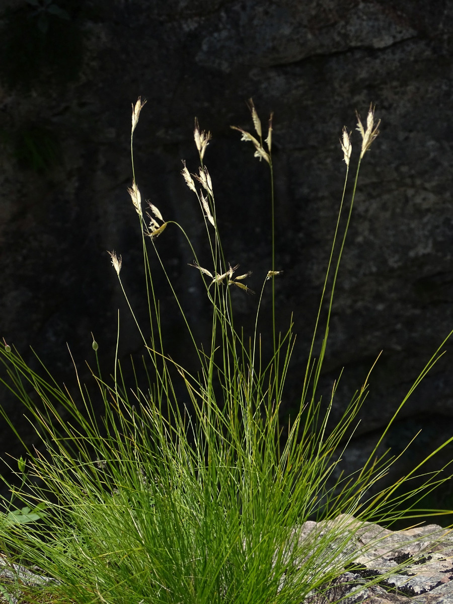 Poaceae (2).JPG