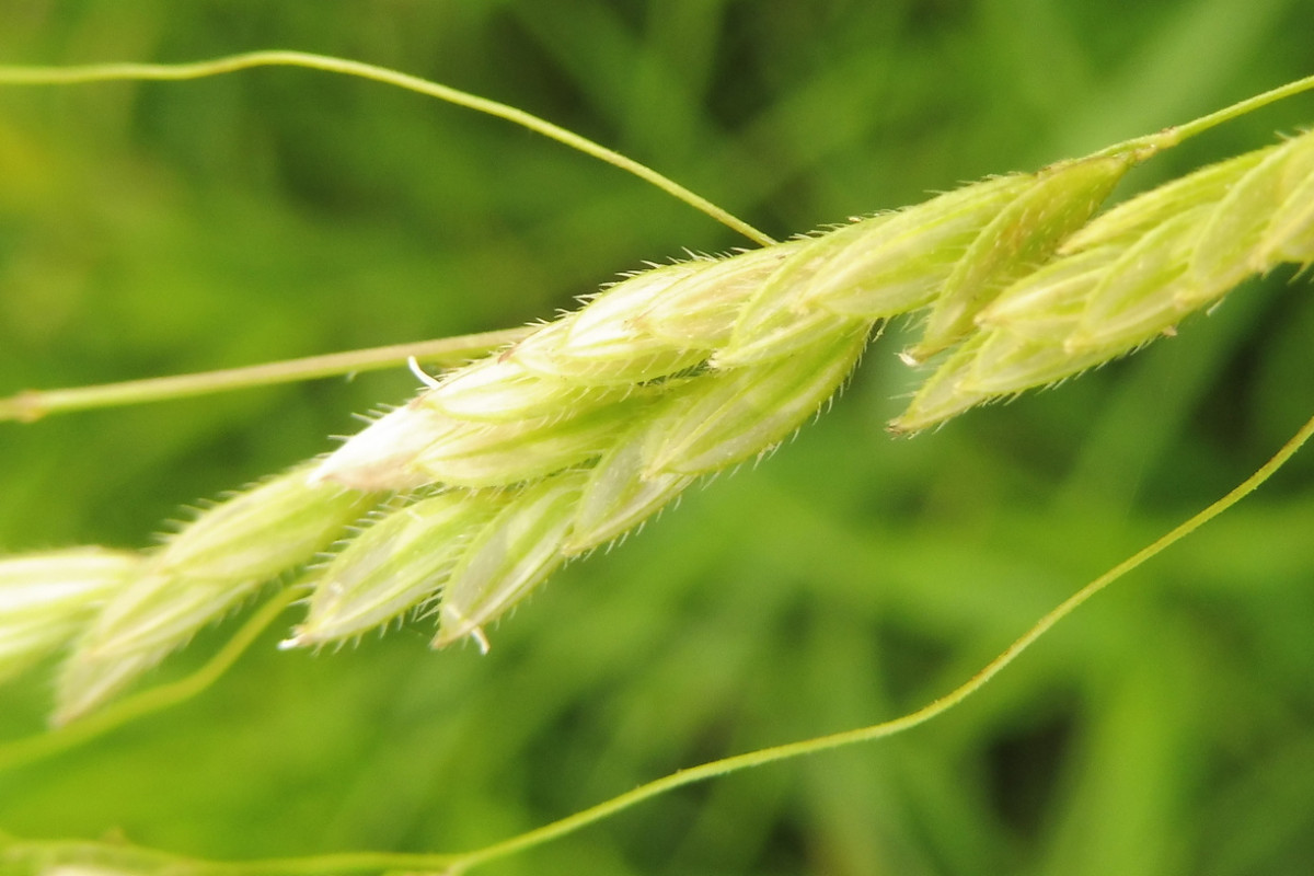 Leersia oryzoides Europäische Reisquecke 3.JPG