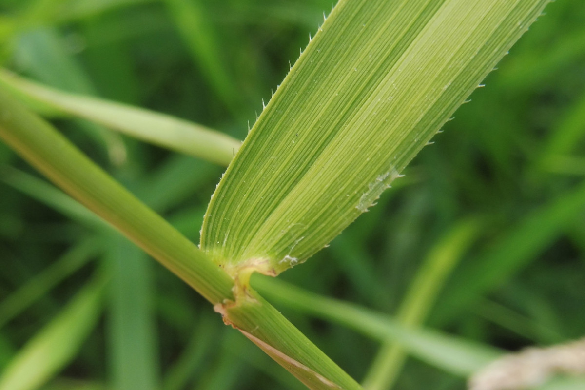 Leersia oryzoides Europäische Reisquecke 4.JPG