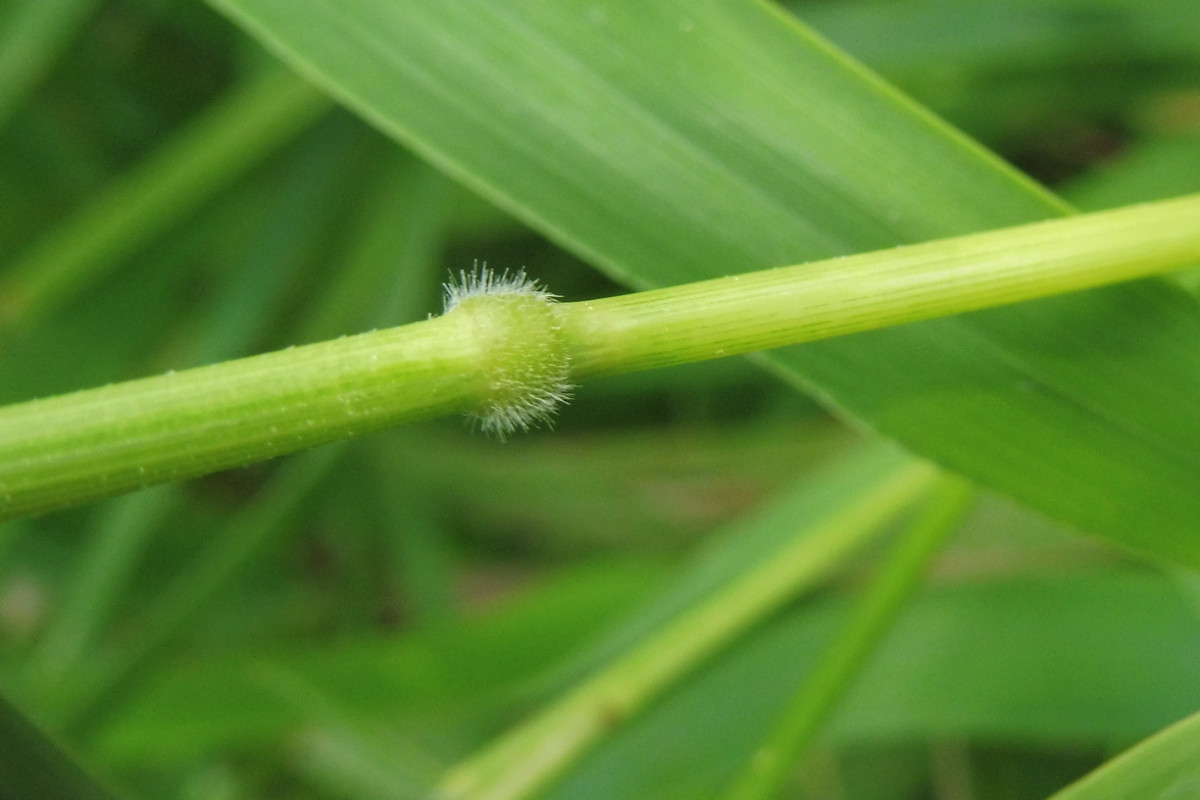 Leersia oryzoides Europäische Reisquecke 5.JPG