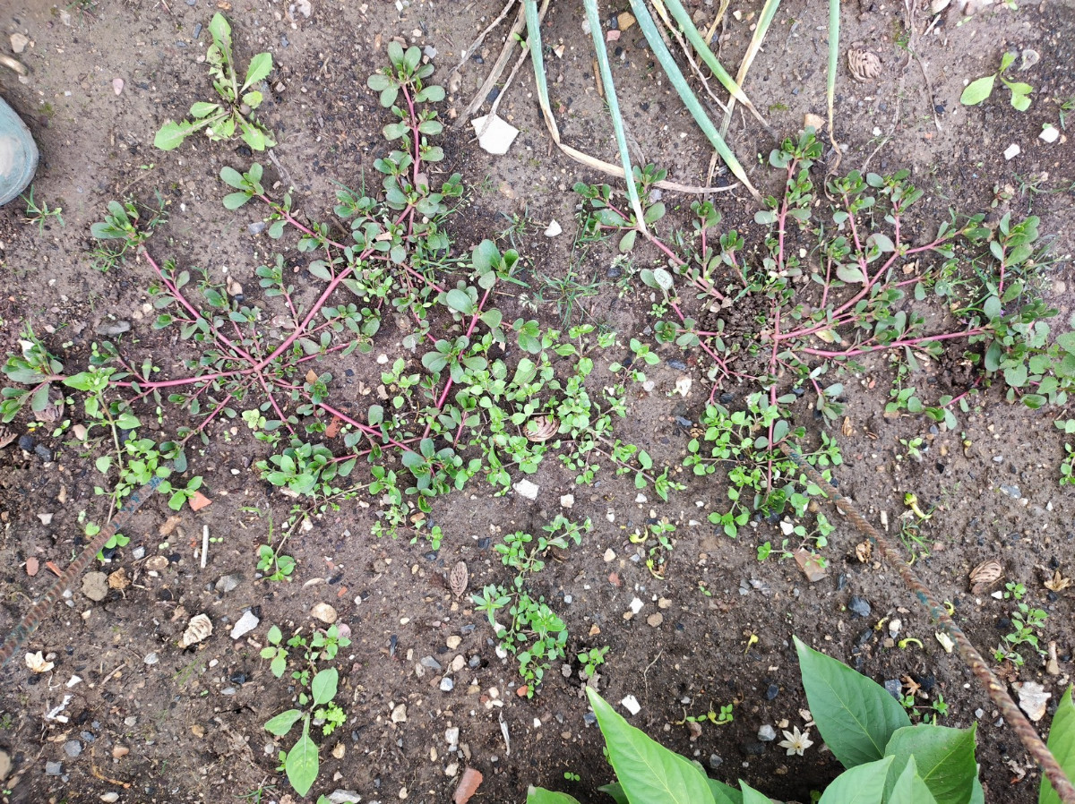 verwilderte Pflanzen, rote Stängel, niederliegend