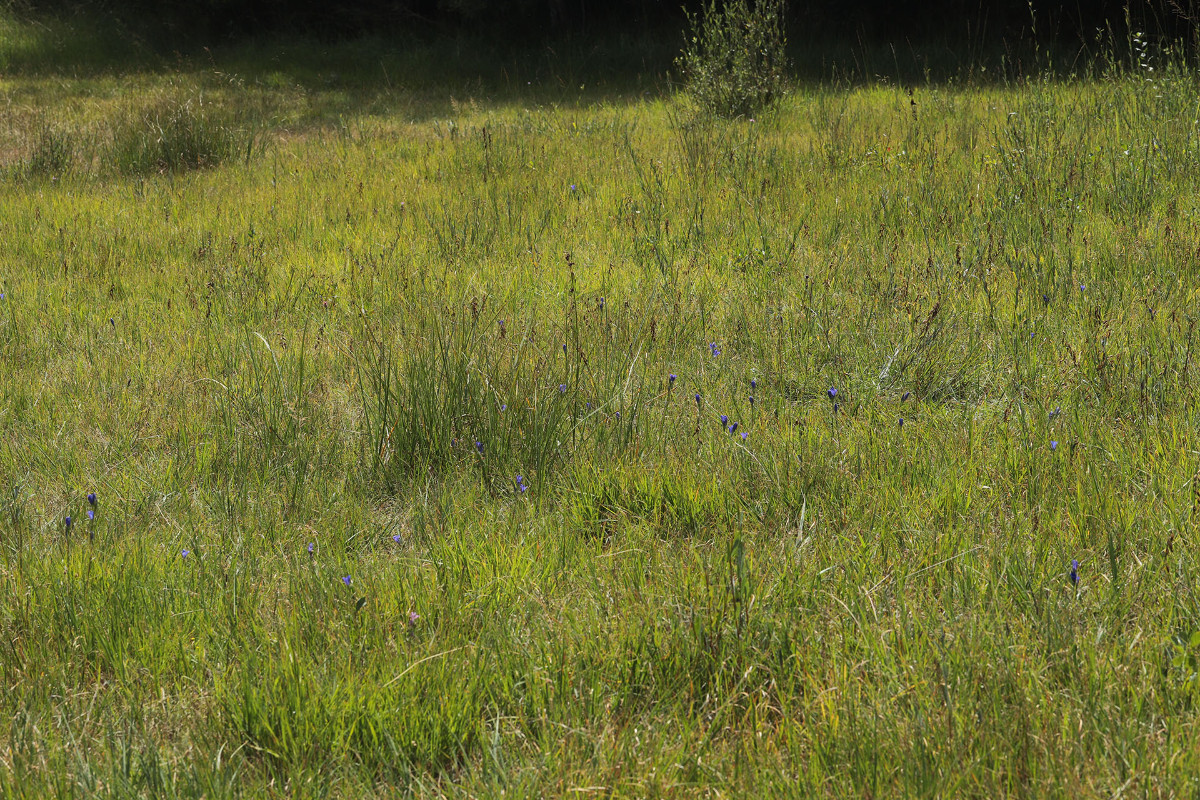 Gentiana pneumonanthae_Lungen-Enzian_2595.jpg