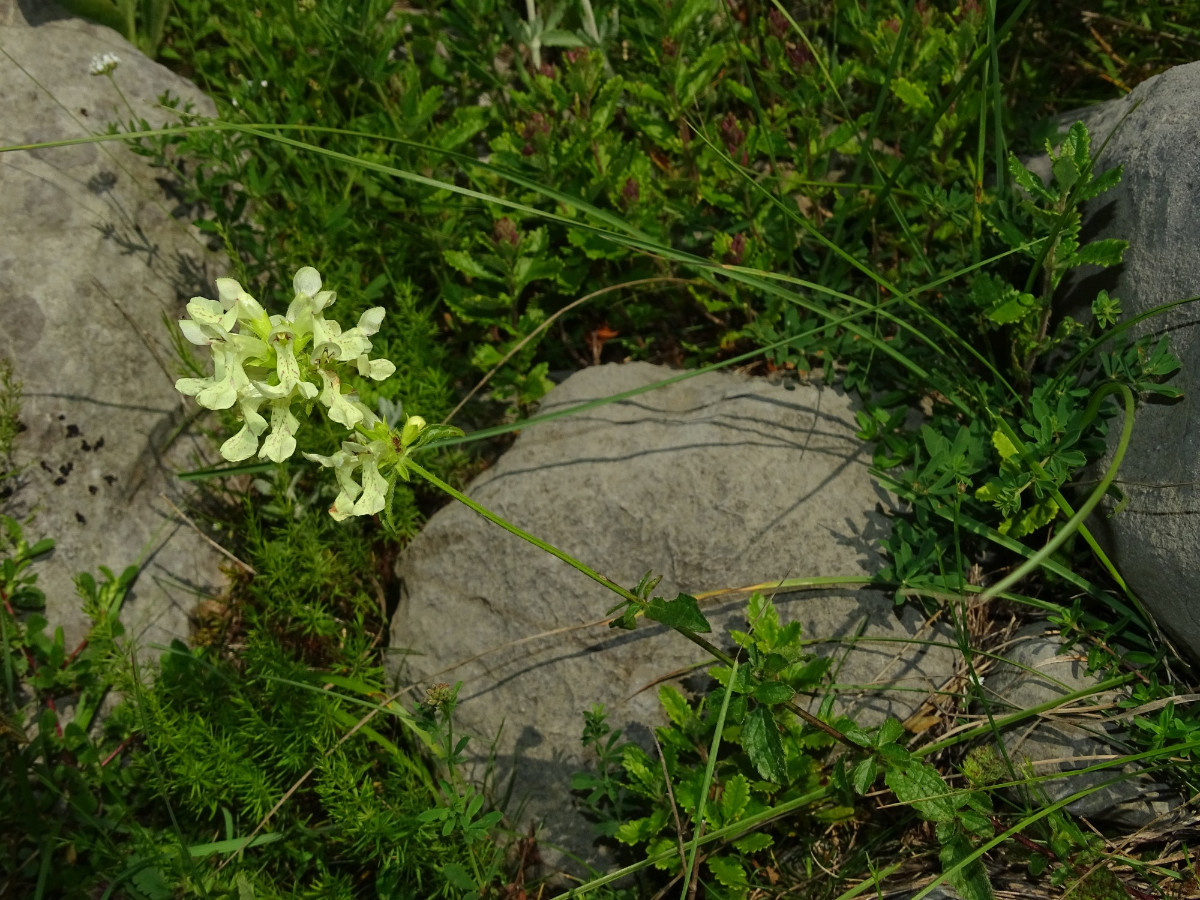 Stachys_gelb.JPG