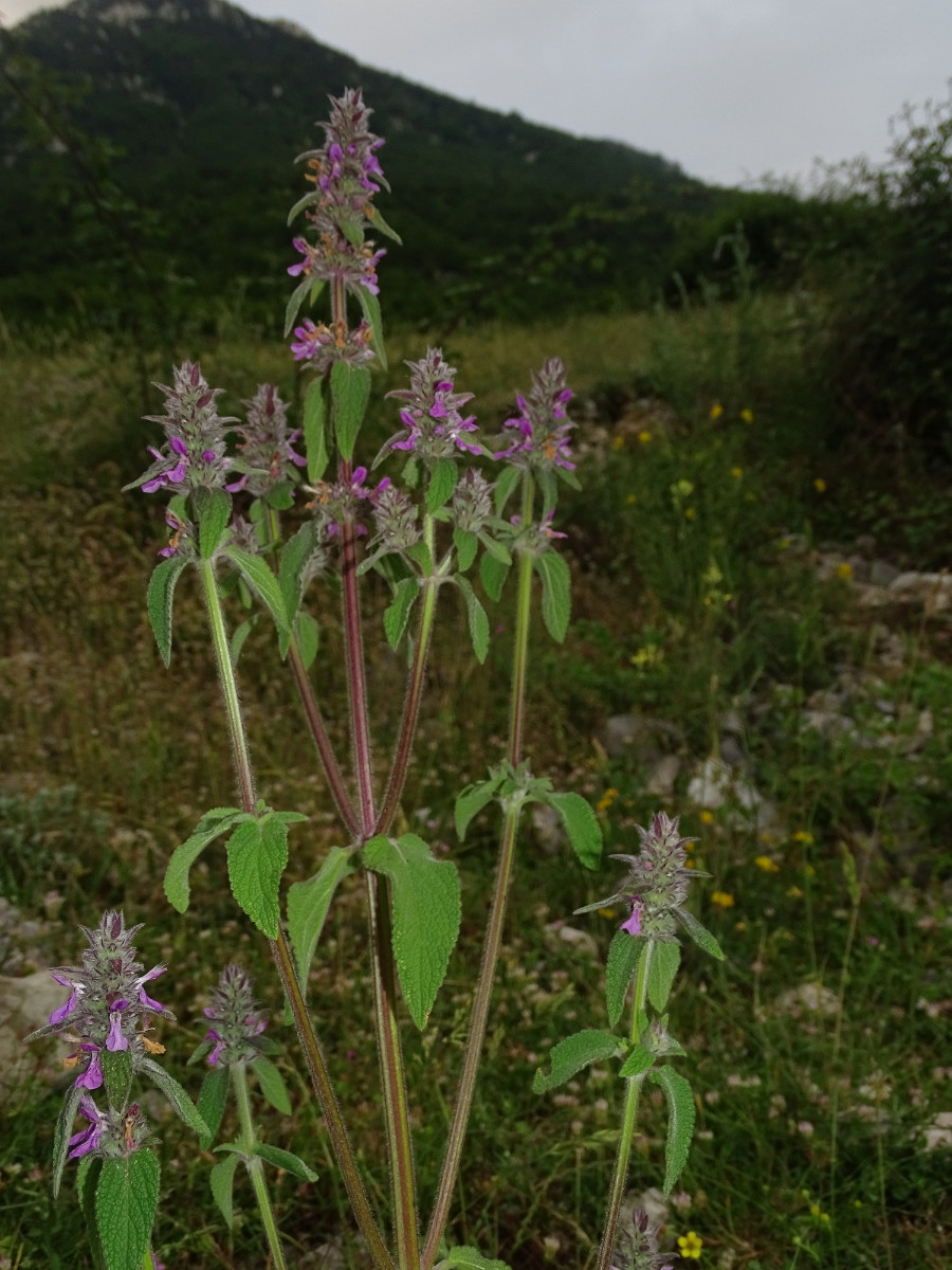 Stachys germanica agg.JPG