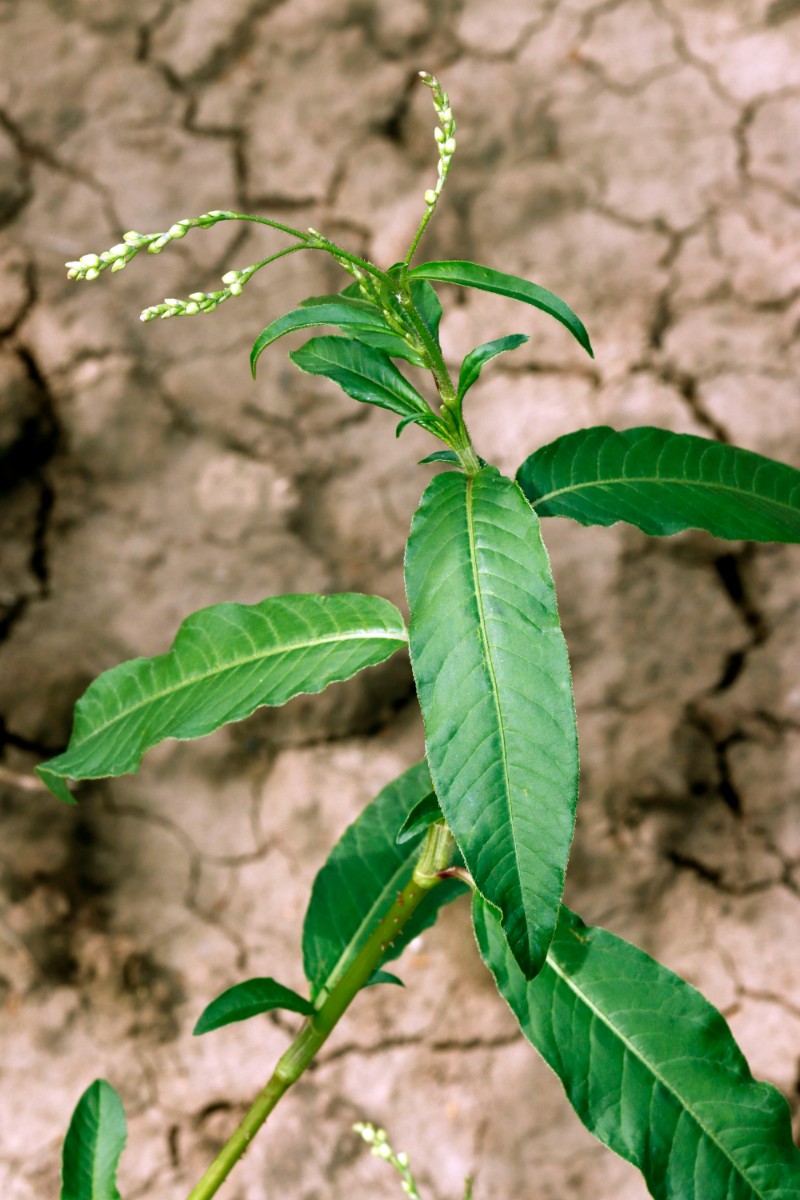 Persicaria bungeana W Nordheim A01.jpg