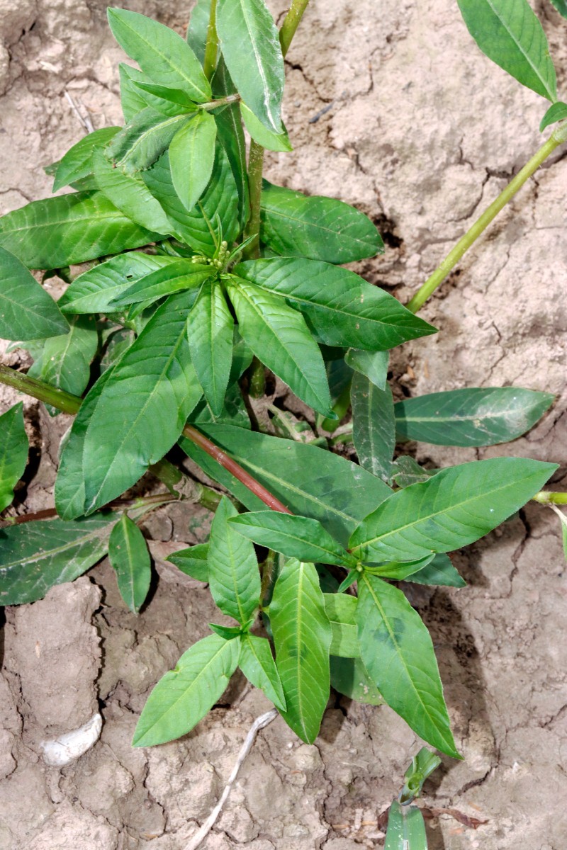 Persicaria bungeana W Nordheim A04.jpg