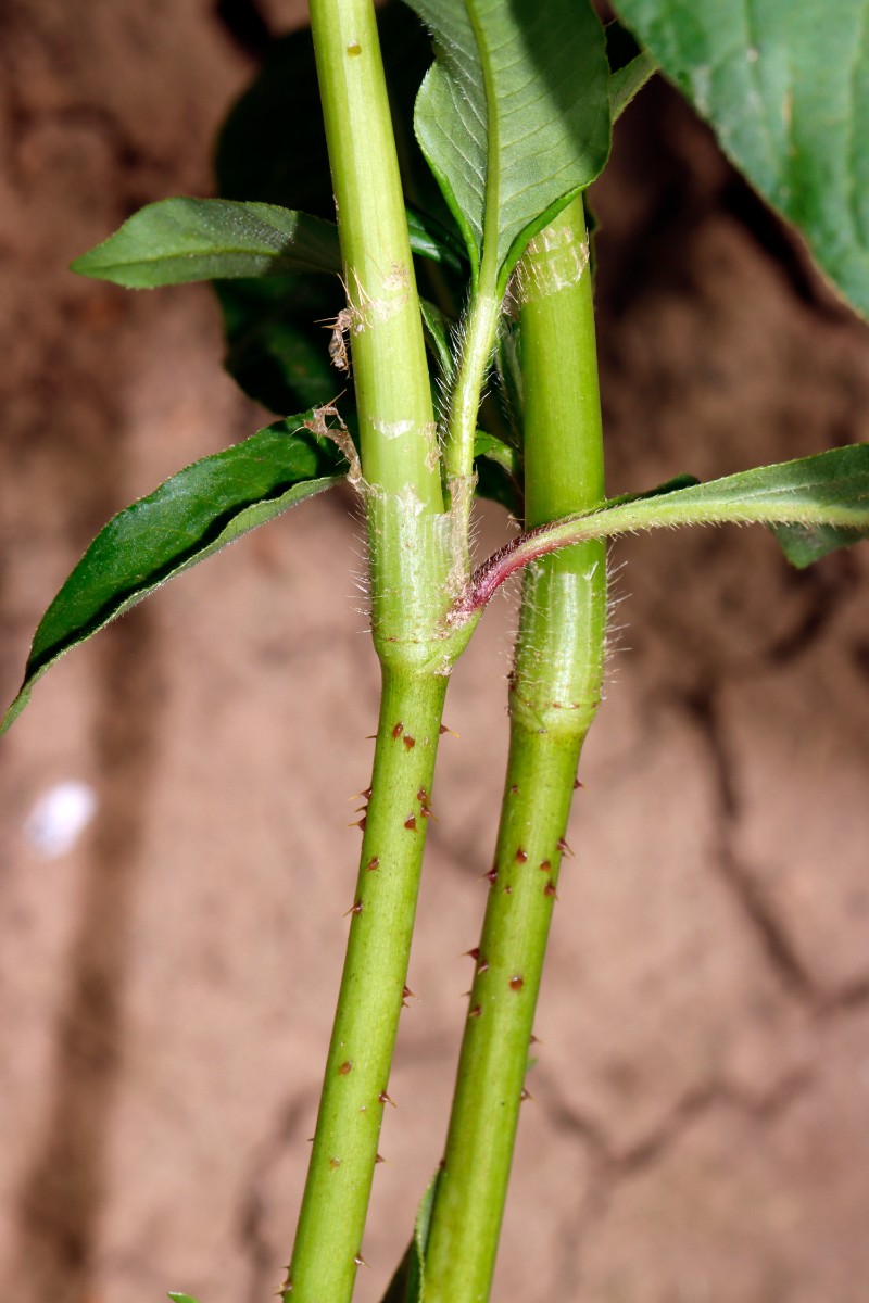 Persicaria bungeana W Nordheim A05.jpg