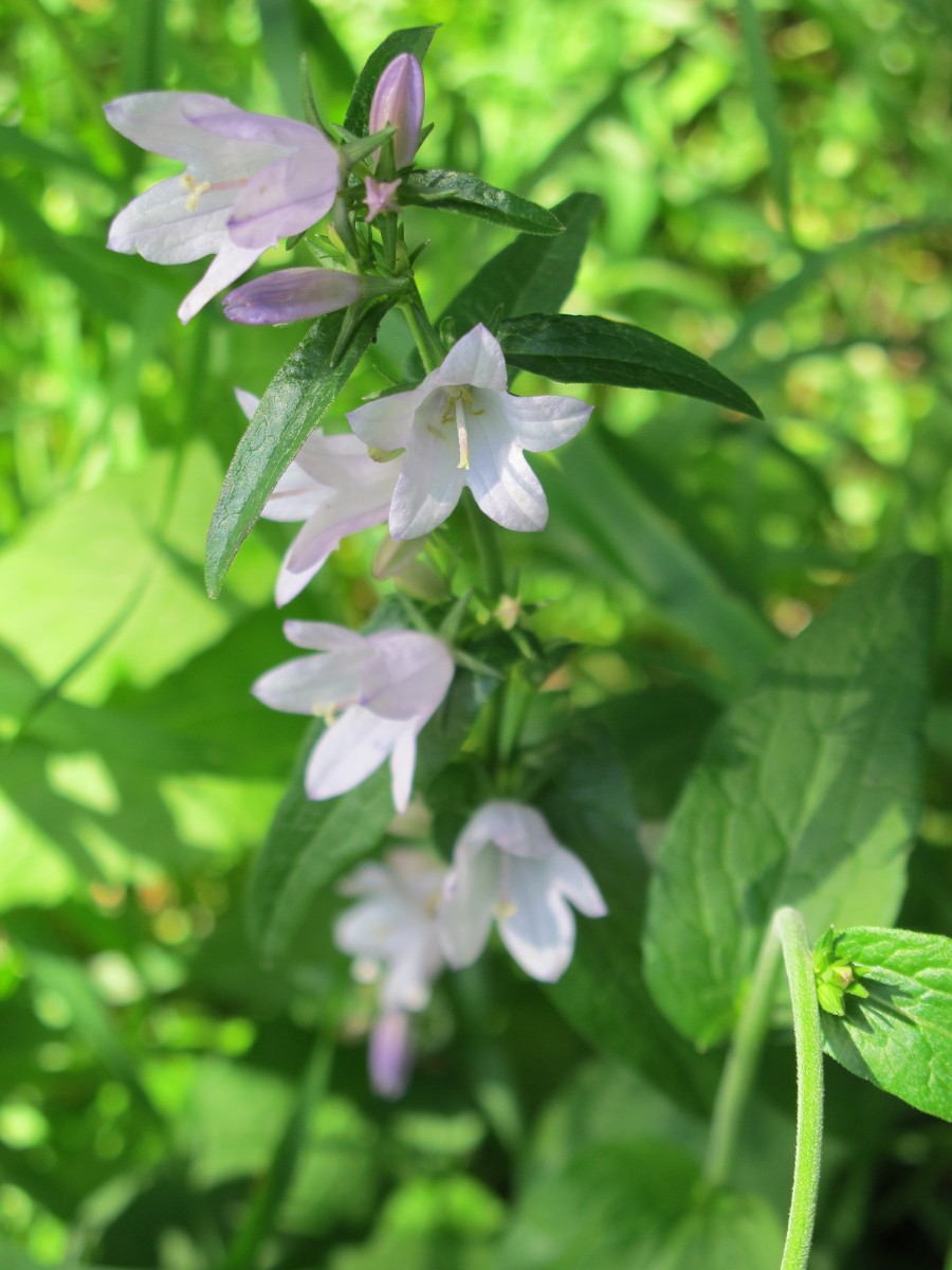 Campanula Bielowieza 2011JW 003.jpg