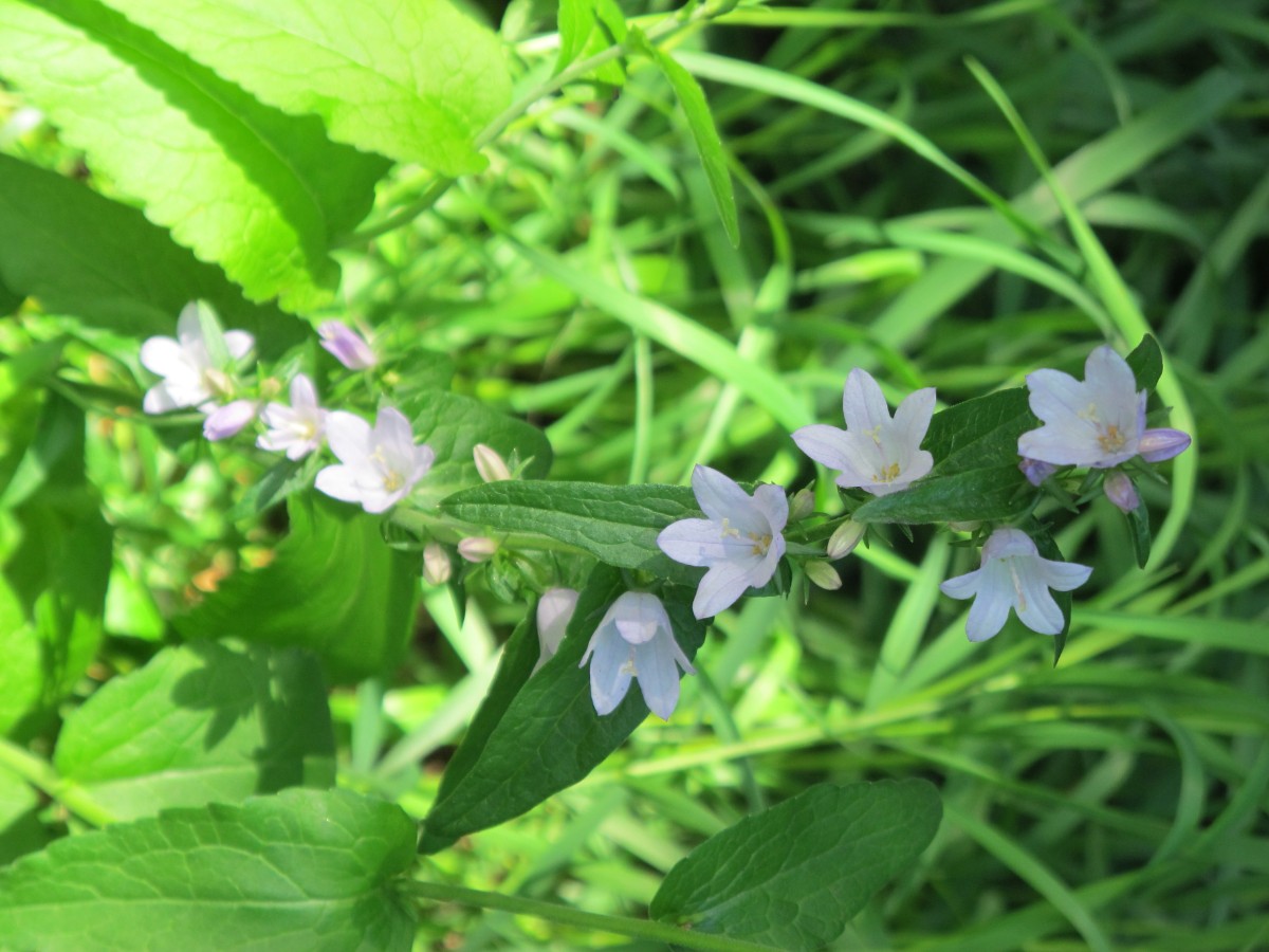 Campanula Bielowieza 2011JW 004.jpg