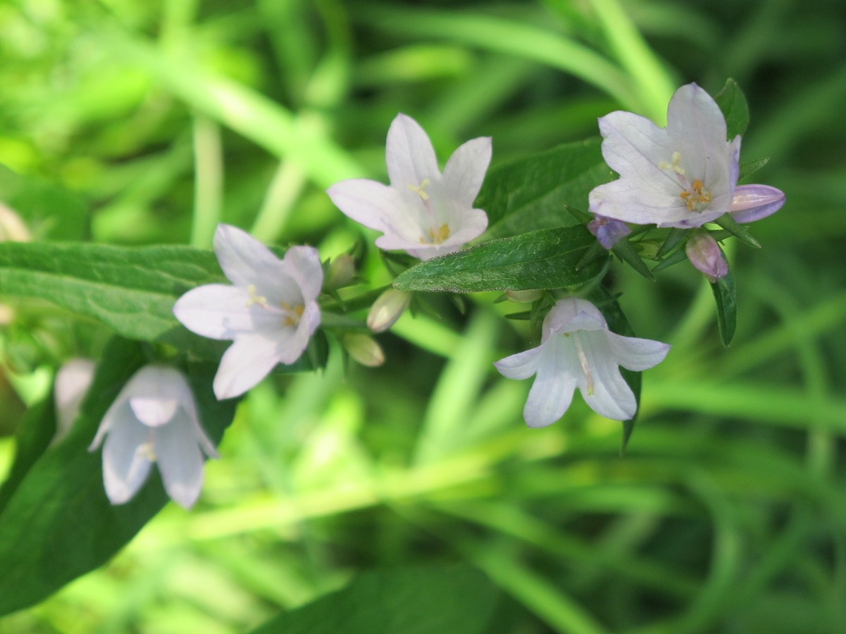 Campanula Bielowieza 2011JW 005.jpg